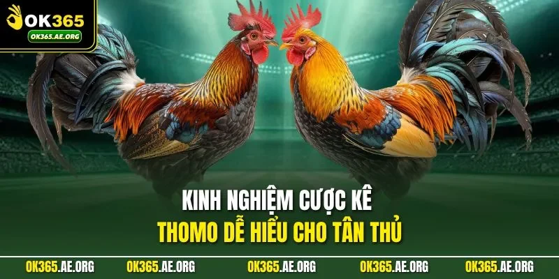 Kinh nghiệm cược kê Thomo dễ hiểu cho tân thủ