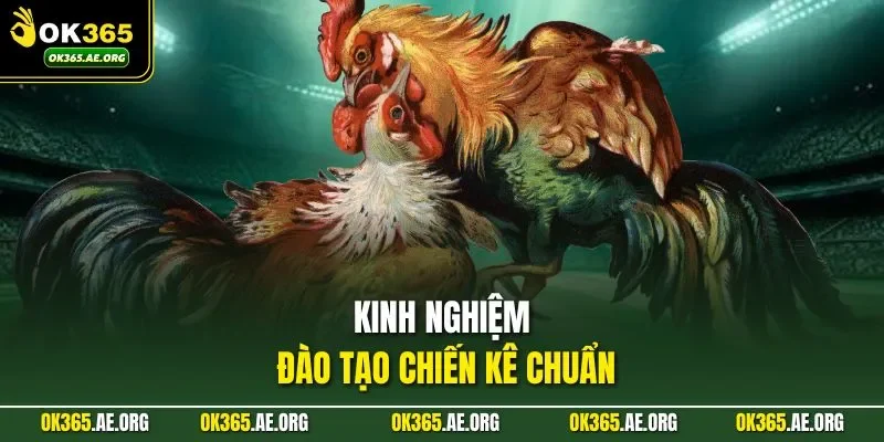 Đá Gà Đòn | Tinh Hoa Của Những Trận Đấu Không Vũ Khí 3 Kinh nghiệm đào tạo chiến kê chuẩn
